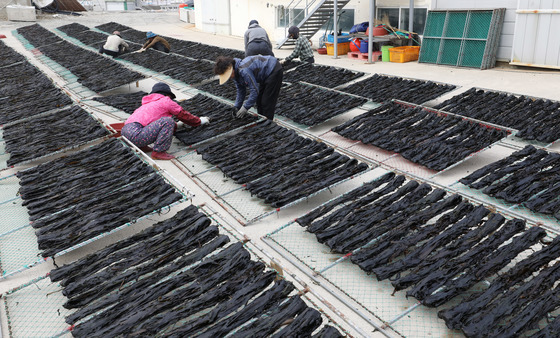 기장미역 말리기 분주