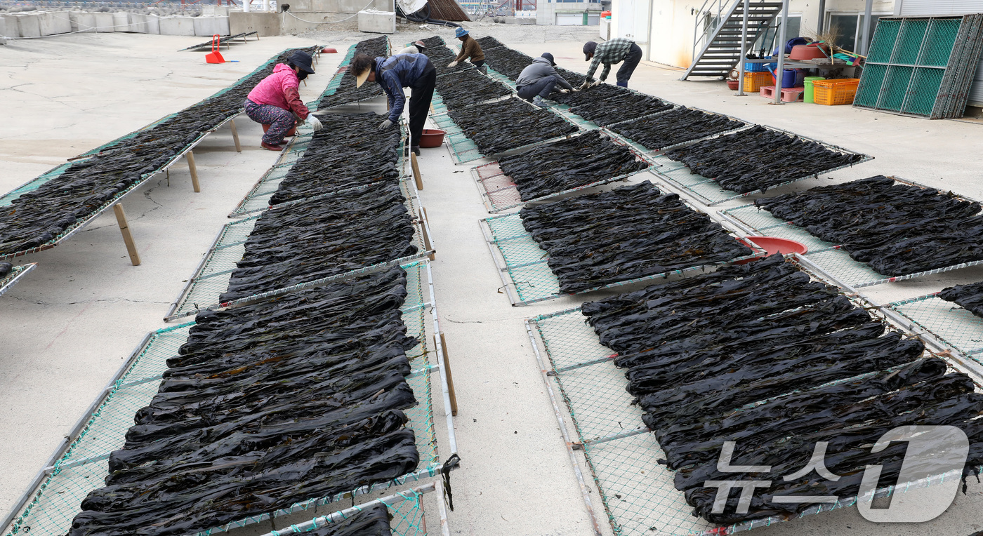 (부산=뉴스1) 윤일지 기자 = 포근한 봄날씨를 보인 16일 부산 기장군 일광읍 한 어촌마을에서 어민들이 미역을 말리고 있다.난류와 한류가 교차하는 지점인 기장 앞바다에서 양식한 …