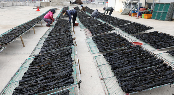 바다향 머금은 기장미역 건조