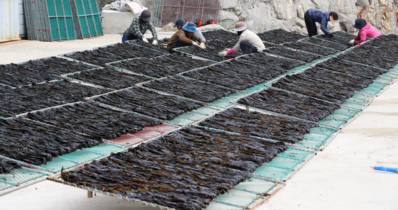 기장미역 말리기 분주