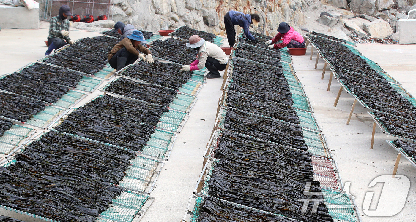 (부산=뉴스1) 윤일지 기자 = 포근한 봄날씨를 보인 16일 부산 기장군 일광읍 한 어촌마을에서 어민들이 미역을 말리고 있다.난류와 한류가 교차하는 지점인 기장 앞바다에서 양식한 …
