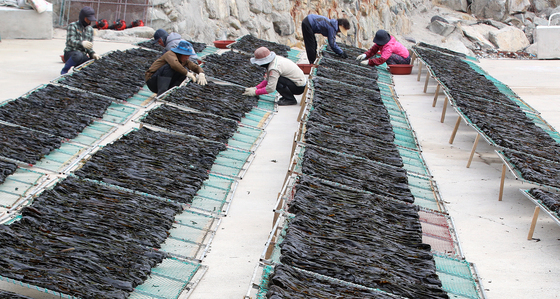 바다향 머금은 기장미역 건조