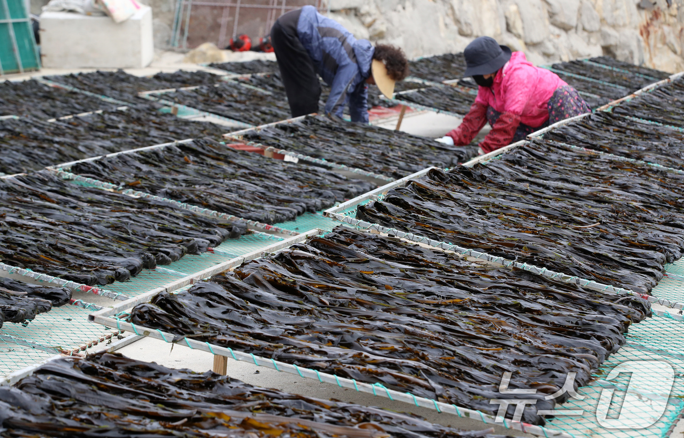 (부산=뉴스1) 윤일지 기자 = 포근한 봄날씨를 보인 16일 부산 기장군 일광읍 한 어촌마을에서 어민들이 미역을 말리고 있다.난류와 한류가 교차하는 지점인 기장 앞바다에서 양식한 …