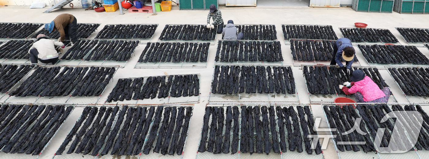 (부산=뉴스1) 윤일지 기자 = 포근한 봄날씨를 보인 16일 부산 기장군 일광읍 한 어촌마을에서 어민들이 미역을 말리고 있다.난류와 한류가 교차하는 지점인 기장 앞바다에서 양식한 …