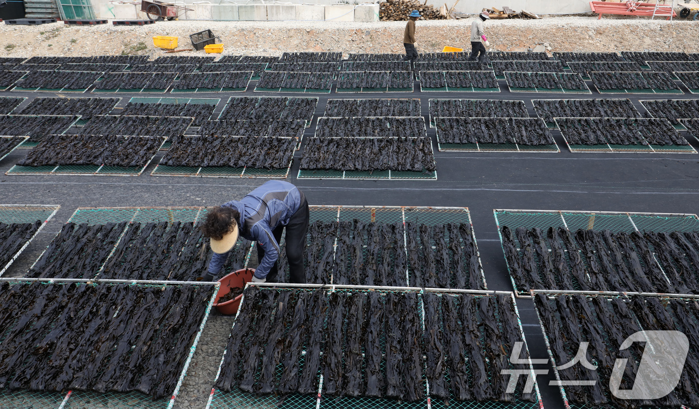 (부산=뉴스1) 윤일지 기자 = 포근한 봄날씨를 보인 16일 부산 기장군 일광읍 한 어촌마을에서 어민들이 미역을 말리고 있다.난류와 한류가 교차하는 지점인 기장 앞바다에서 양식한 …