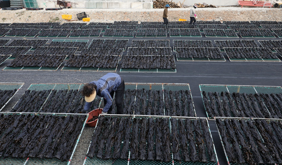 바다향 머금은 기장미역 건조