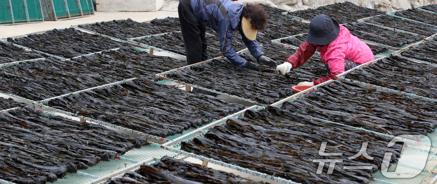 (부산=뉴스1) 윤일지 기자 = 포근한 봄날씨를 보인 16일 부산 기장군 일광읍 한 어촌마을에서 어민들이 미역을 말리고 있다.난류와 한류가 교차하는 지점인 기장 앞바다에서 양식한 …