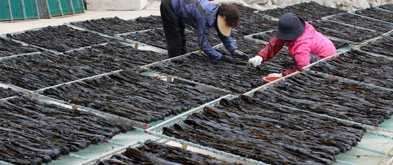 기장미역 말리기 분주