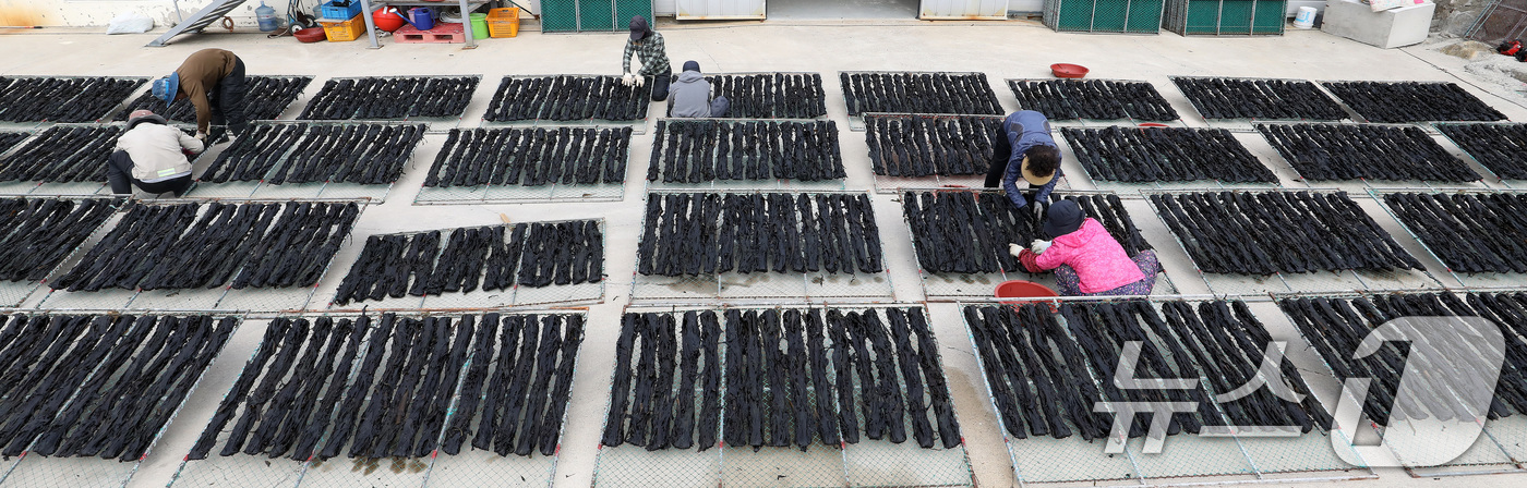 (부산=뉴스1) 윤일지 기자 = 포근한 봄날씨를 보인 16일 부산 기장군 일광읍 한 어촌마을에서 어민들이 미역을 말리고 있다.난류와 한류가 교차하는 지점인 기장 앞바다에서 양식한 …