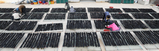 바다향 머금은 기장미역 건조