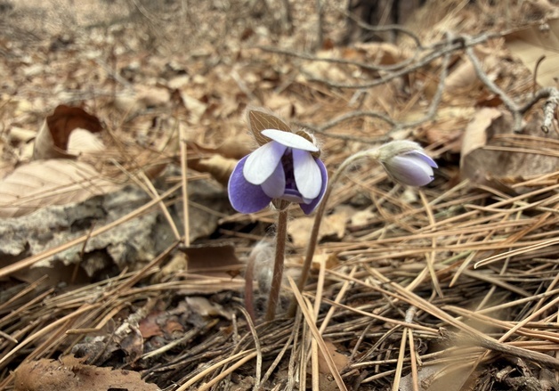 [풍경] '노루의 귀' 닮은 작은 꽃…월악산에 봄이 피었다