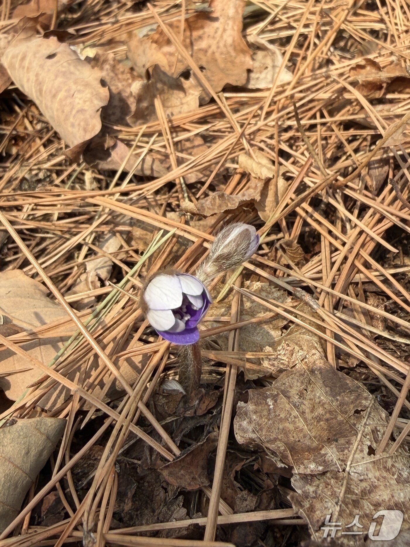 본문 이미지 - '봄의 전령사' 불리는 노루귀.(월악산국립공원사무소 제공. 재판매 및 DB금지) 