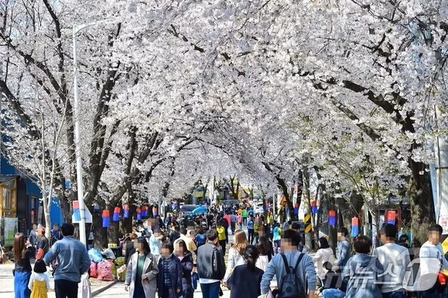 제30회 '제천 청풍호 벚꽃축제' 4월4일 팡파르