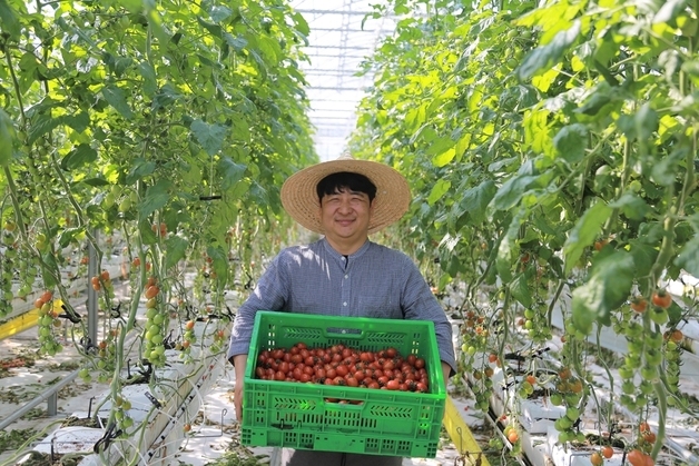 "봄동 다음은 토마토?"…킴스클럽, 제철 토마토 물량 5배 확대