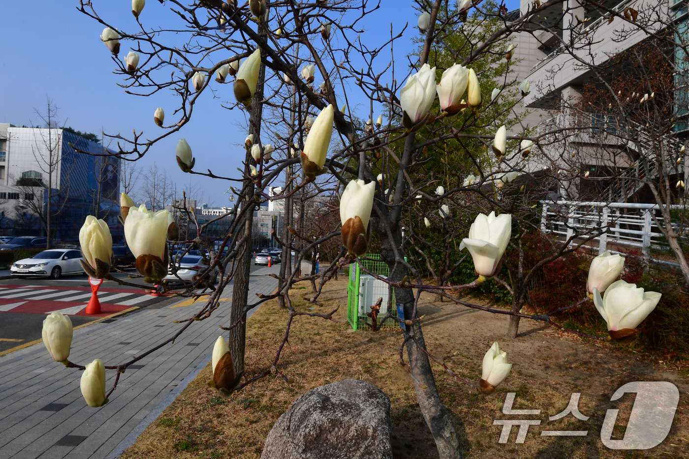 (포항=뉴스1) 최창호 기자 = 17일 오전 경북 포항시 남구 포항시청사 인근에서 목련이 활짝 꽃망울 터뜨리고 있다.  2026.3.17/뉴스1