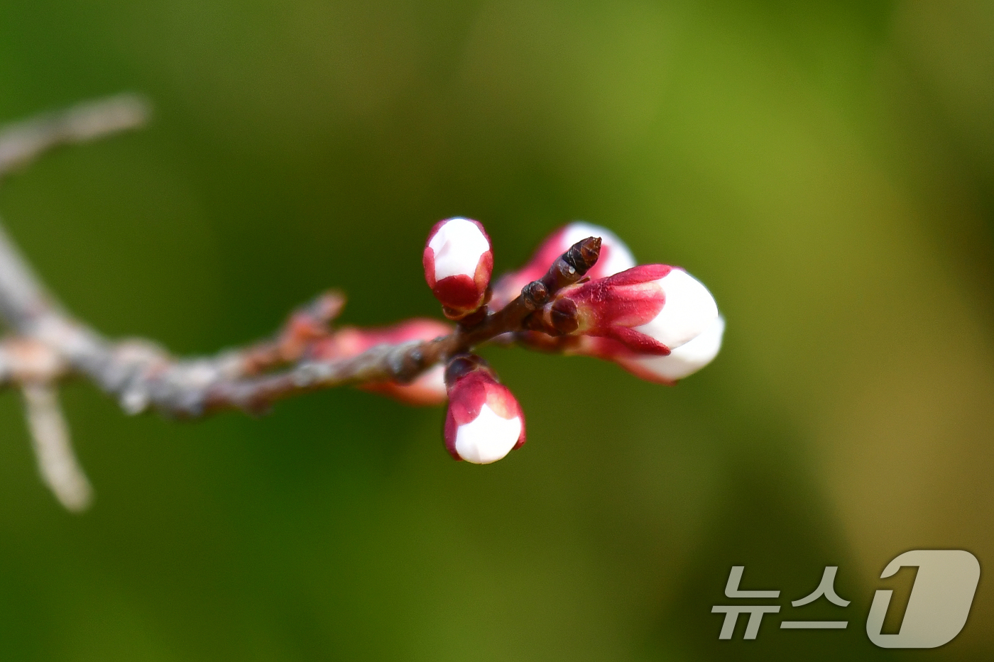 (포항=뉴스1) 최창호 기자 = 17일 오전 경북 포항시 남구 포항시청사 인근에서 벚꽃 나무들이 꽃망울을 터뜨릴 준비를 하고 있다. 2026.3.17/뉴스1