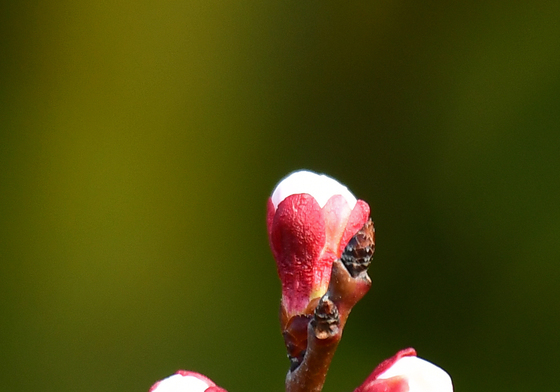 봄 외출 준비하는 벚꽃