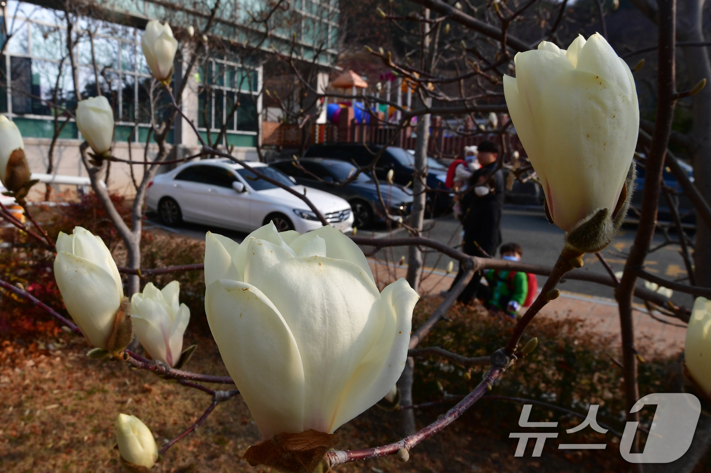 (포항=뉴스1) 최창호 기자 = 17일 오전 경북 포항시 남구 포항시청사 인근에서 목련이 활짝 꽃망울 터뜨리고 있다. 2026.3.17/뉴스1