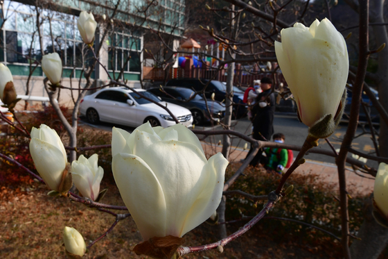 목련꽃길 따라서