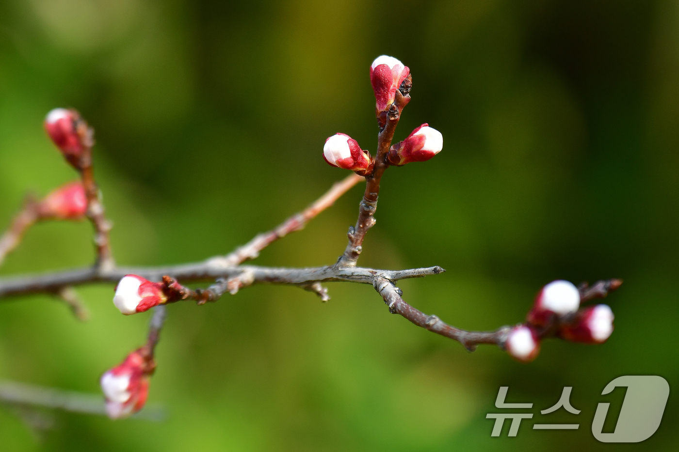 (포항=뉴스1) 최창호 기자 = 17일 오전 경북 포항시 남구 포항시청사 인근에서 벚꽃 나무들이 꽃망울을 터뜨릴 준비를 하고 있다. 2026.3.17/뉴스1