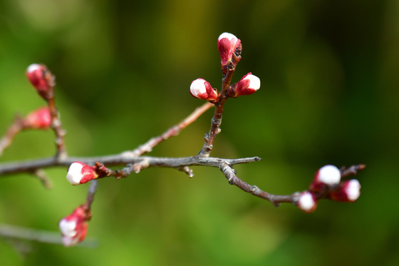봄외출 준비하는 벚꽃 나무