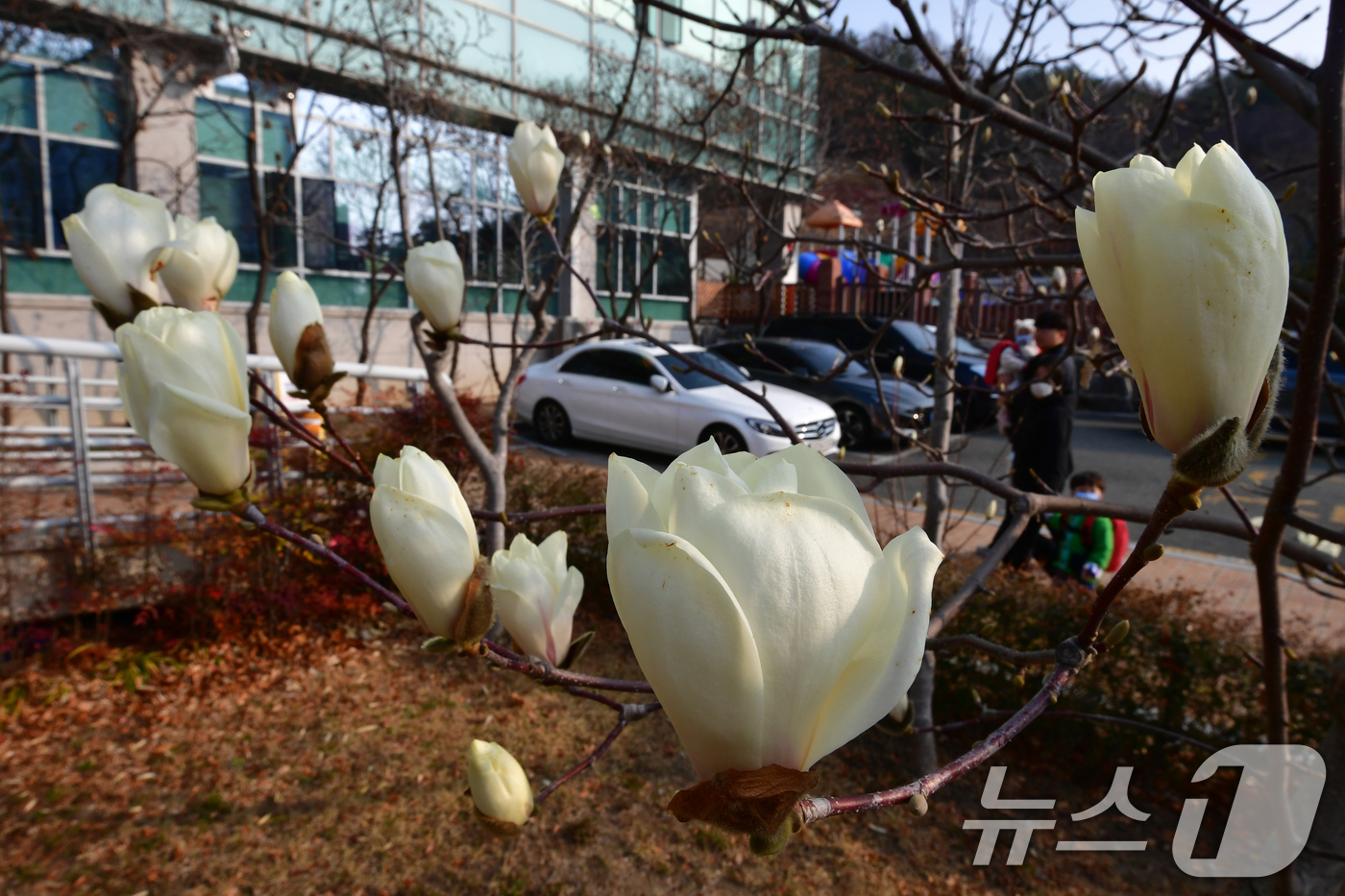 (포항=뉴스1) 최창호 기자 = 17일 오전 경북 포항시 남구 포항시청사 인근에서 목련이 꽃망울 활짝 터뜨리고 있다. 2026.3.17/뉴스1