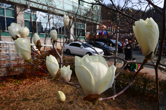 자태 뽐내는 목련