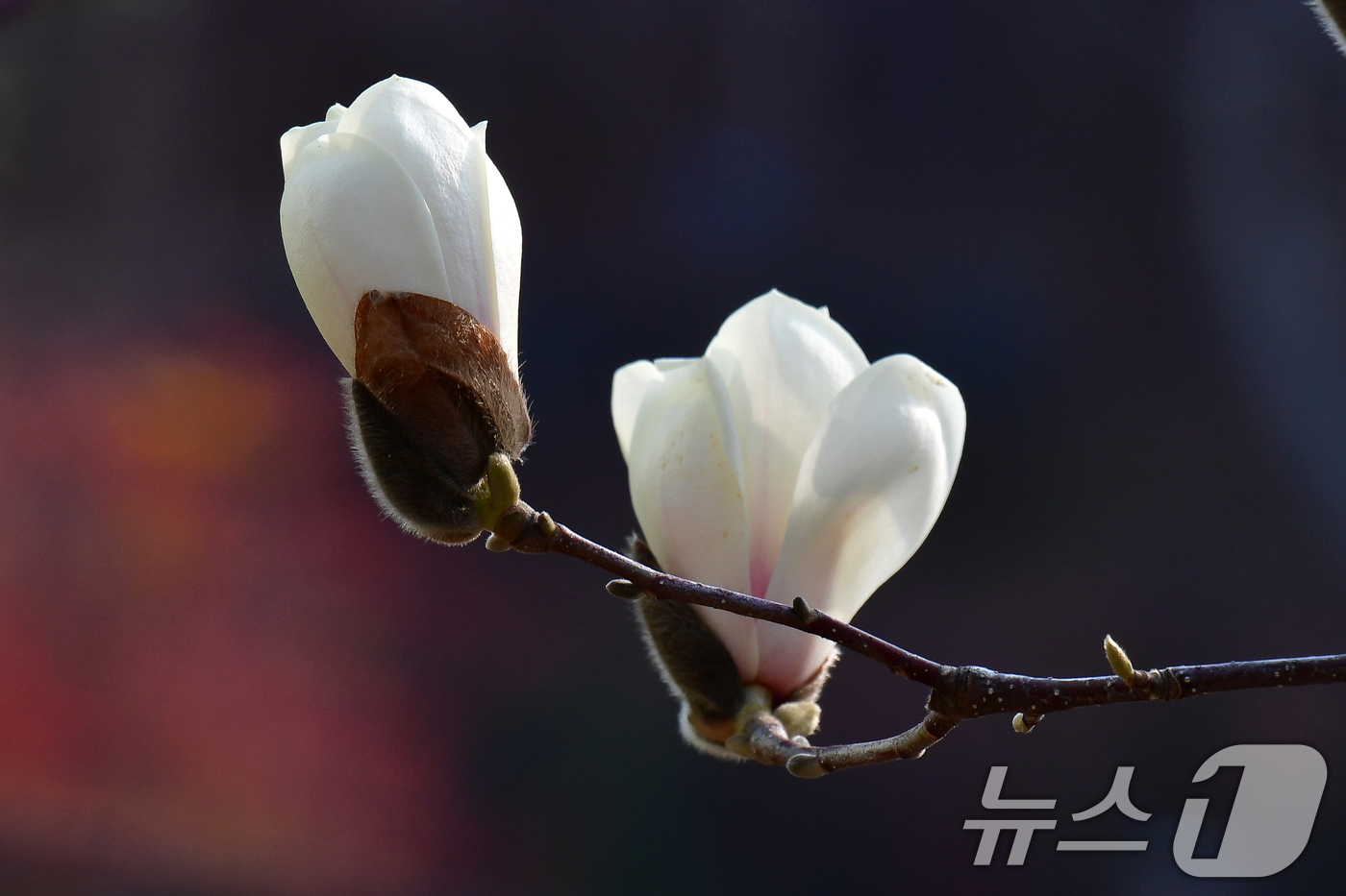 (포항=뉴스1) 최창호 기자 = 17일 오전 경북 포항시 남구 포항시청사 인근에서 목련이 꽃망울 활짝 터뜨리고 있다. 2026.3.17/뉴스1