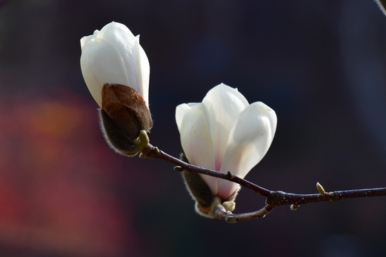 봄의 귀족 목련꽃