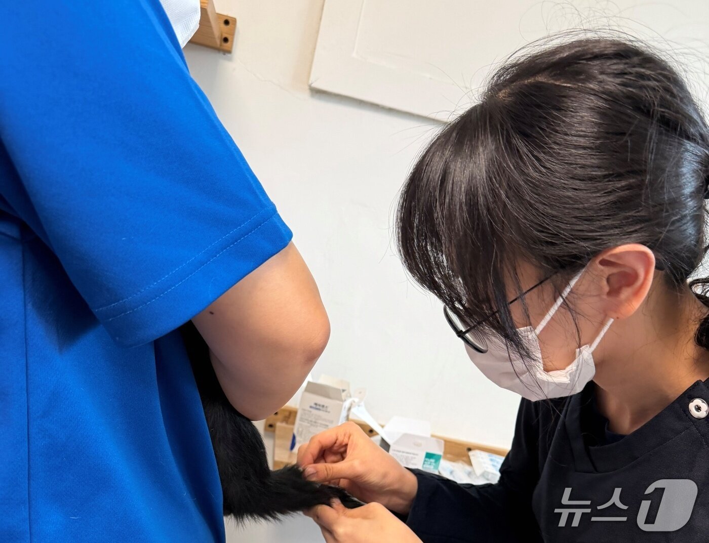 본문 이미지 - 코벳과 SKY동물메디컬센터는 8일 나비야사랑해 보호소에서 봉사활동을 실시했다(코벳 제공). ⓒ 뉴스1