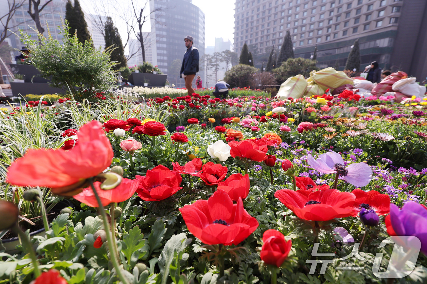 (서울=뉴스1) 박지혜 기자 = 17일 서울 중구 서울광장 앞에 봄맞이 꽃단장을 위해 식재될 다양한 봄꽃이 놓여 있다. 2026.3.17/뉴스1