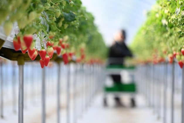 홍성 은하면, 28일 딸기 축제 취소…"ASF 차단 집중"