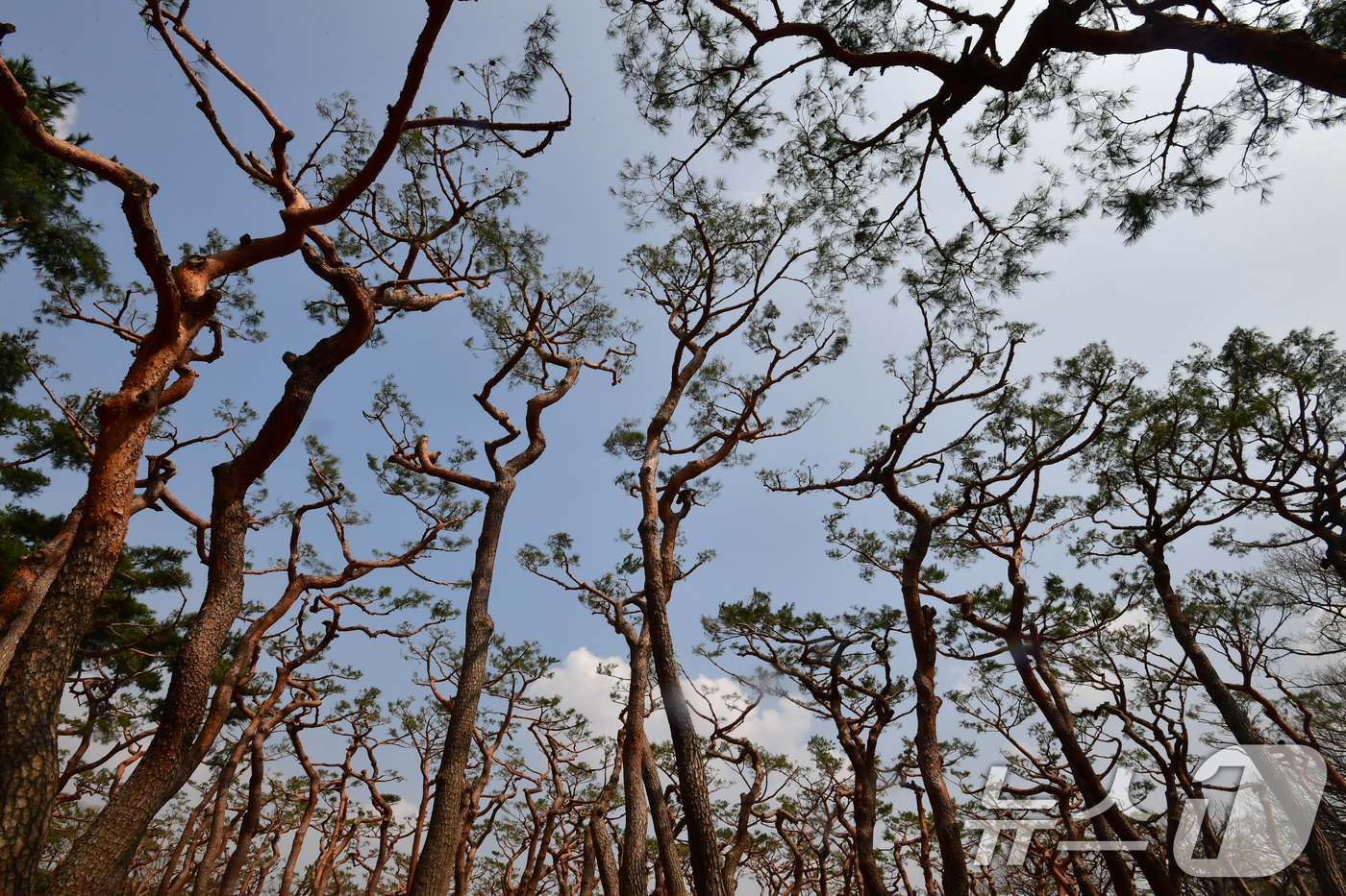 (경주=뉴스1) 최창호 기자 = 17일 오후 경북 경주시 황성공원 내 소나무들이 최근 진행된 전정 작업으로 인해 앙상한 모습으로 변해있다.경주시는 "이번 전정작업은 5년 만에 실시 …