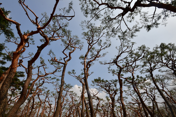 푸르름이 사라진 황성공원 소나무