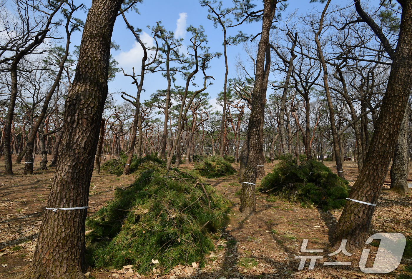 (경주=뉴스1) 최창호 기자 = 17일 오후 경북 경주시 황성공원 내 소나무들이 최근 진행된 전정 작업으로 인해 앙상한 모습으로 변해있다.경주시는 "이번 전정작업은 5년 만에 실시 …