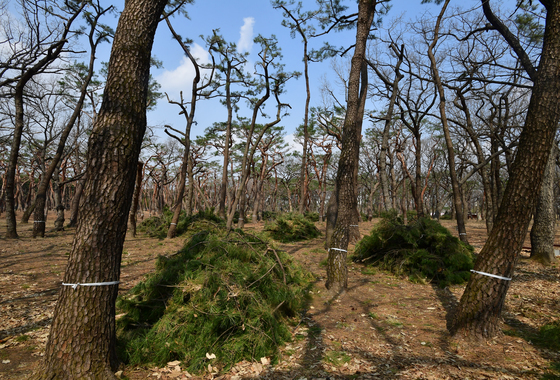 무차별 가지치기로 '황량'하게 변한 천년의 숲 경주 황성공원