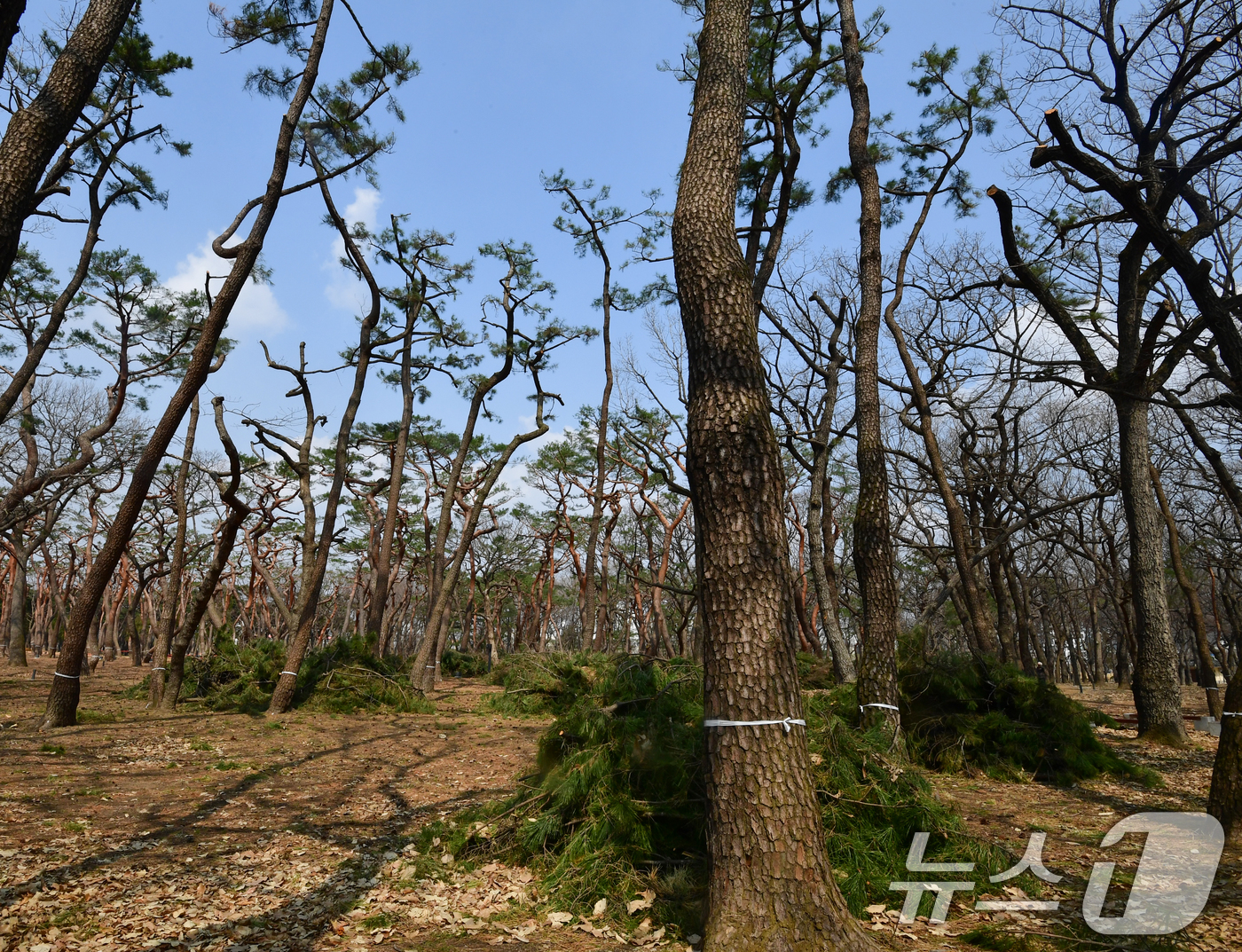 (경주=뉴스1) 최창호 기자 = 17일 오후 경북 경주시 황성공원 내 소나무들이 최근 진행된 전정 작업으로 인해 앙상한 모습으로 변해있다.경주시는 "이번 전정작업은 5년 만에 실시 …
