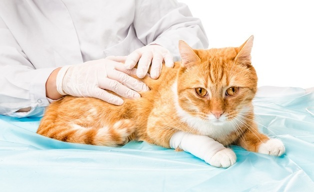 희귀 뇌질환 고양이, 수술로 보행 회복…국제학술지 게재