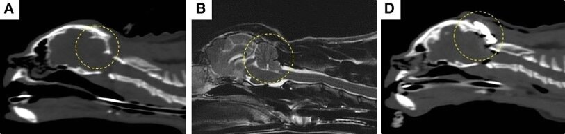 본문 이미지 - 페르시안 고양이에서 시행된 후두공 감압술 및 두개골 성형술의 수술 전후 영상(넬동물의료센터 제공) ⓒ 뉴스1