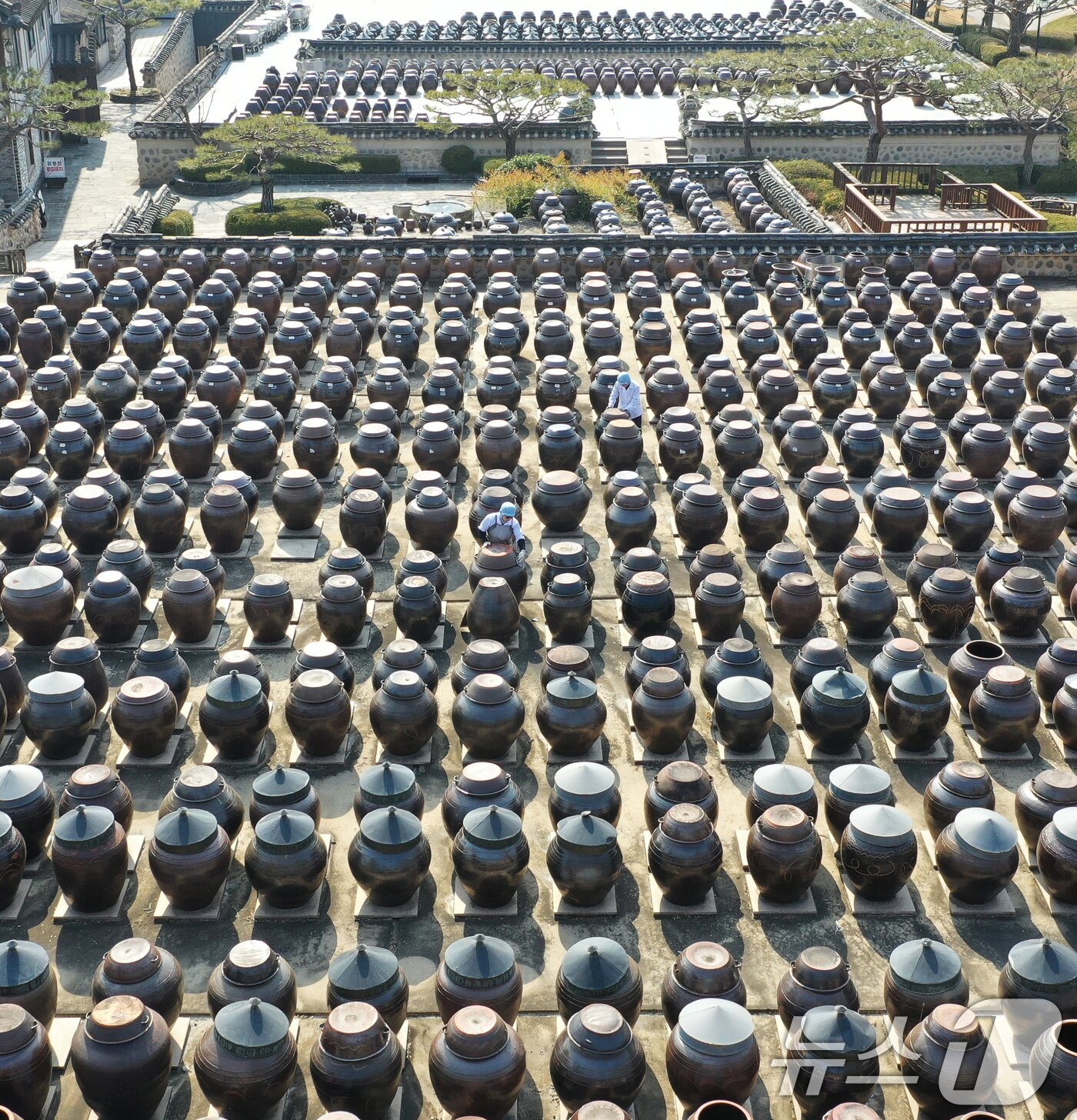 본문 이미지 - 절기상 춘분을 사흘 앞둔 17일 경기 안성시 일죽면 서일농원에서 직원들이 장독대를 닦고 있다. 2026.3.17 ⓒ 뉴스1 김영운 기자