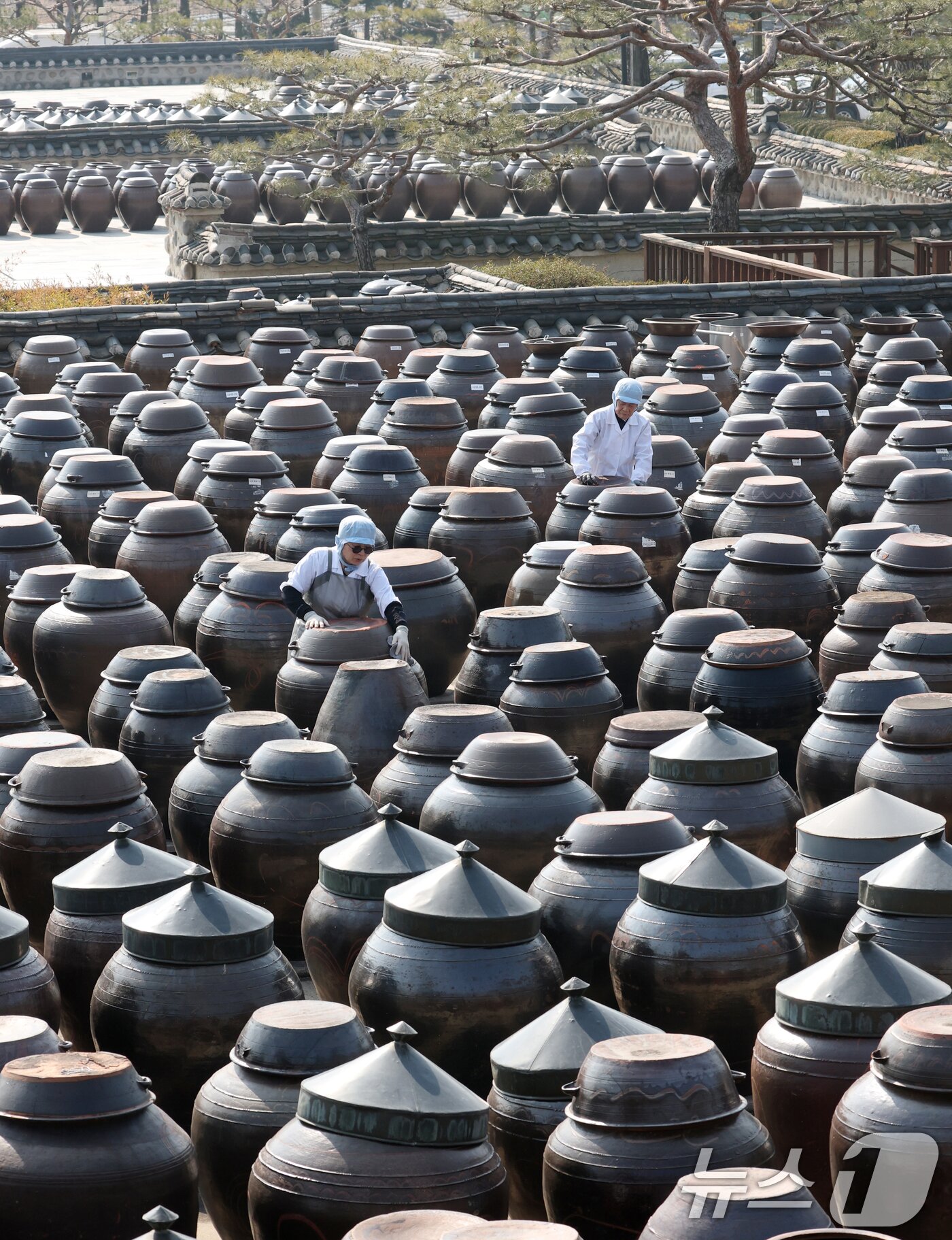 본문 이미지 - 절기상 춘분을 사흘 앞둔 17일 경기 안성시 일죽면 서일농원에서 직원들이 장독대를 닦고 있다. 2026.3.17 ⓒ 뉴스1 김영운 기자