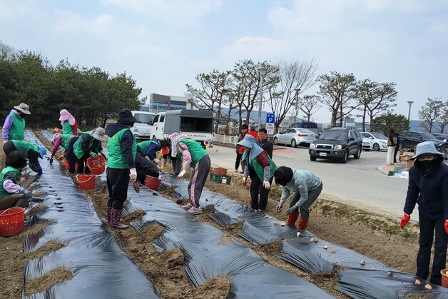 "직접 키워 나눈다" 군위읍 새마을회 사랑의 감자심기