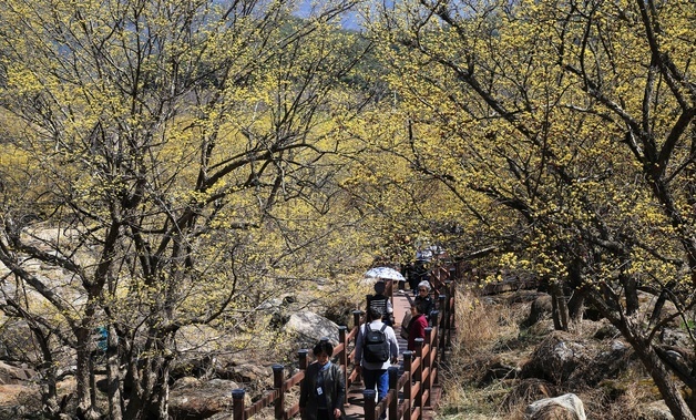 구례 산동 반곡마을 산수유꽃 80% 개화…22일까지 축제