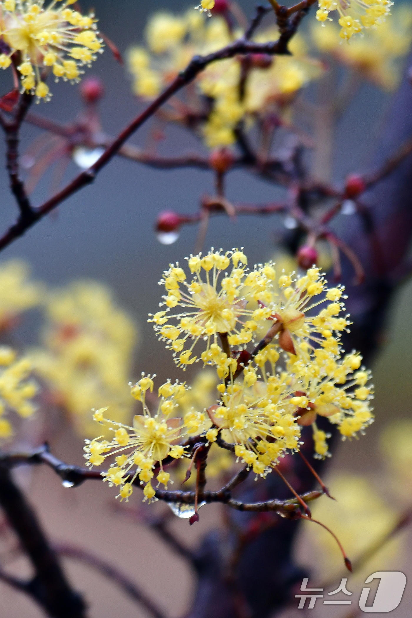 (포항=뉴스1) 최창호 기자 = 18일 오전 경북 포항시 전역에 봄비가 내리는 가운데 남구 대잠동 철길 숲에 있는 산수유가 빗물을 머금고 있다. 2026.3.18/뉴스1