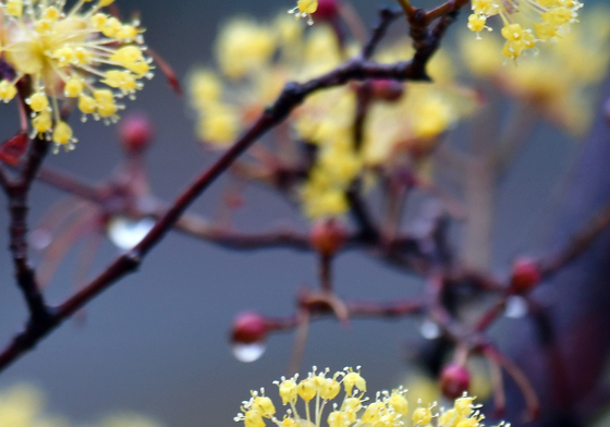 봄비 만난 산수유