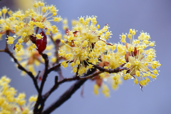 봄비에 젖은 산수유