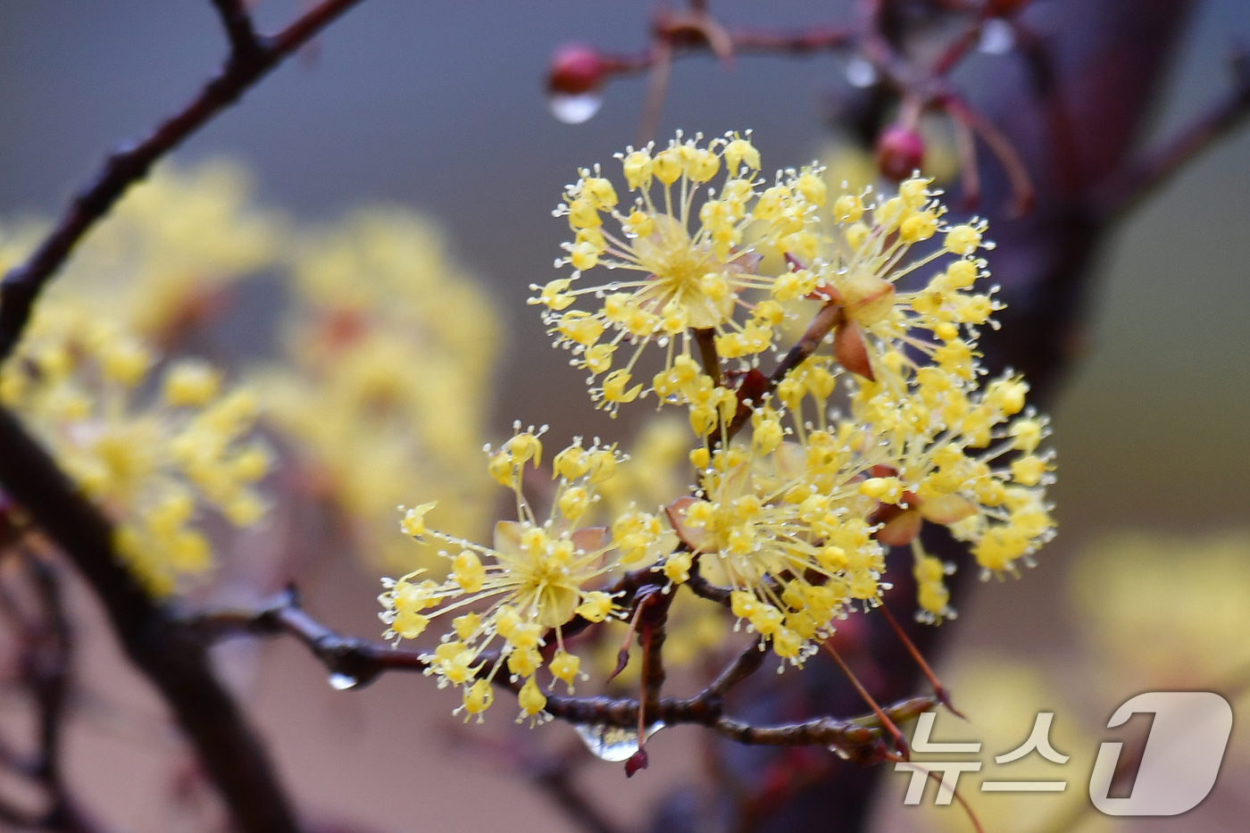 (포항=뉴스1) 최창호 기자 = 18일 오전 경북 포항시 전역에 봄비가 내리는 가운데 남구 대잠동 철길 숲에 있는 산수유가 빗물을 머금고 있다.  2026.3.18/뉴스1