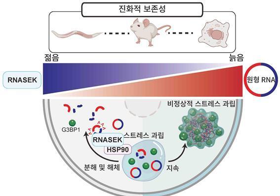 장수 유도하는 단백질 찾았다…노화·퇴행성 질환 치료 새 단서