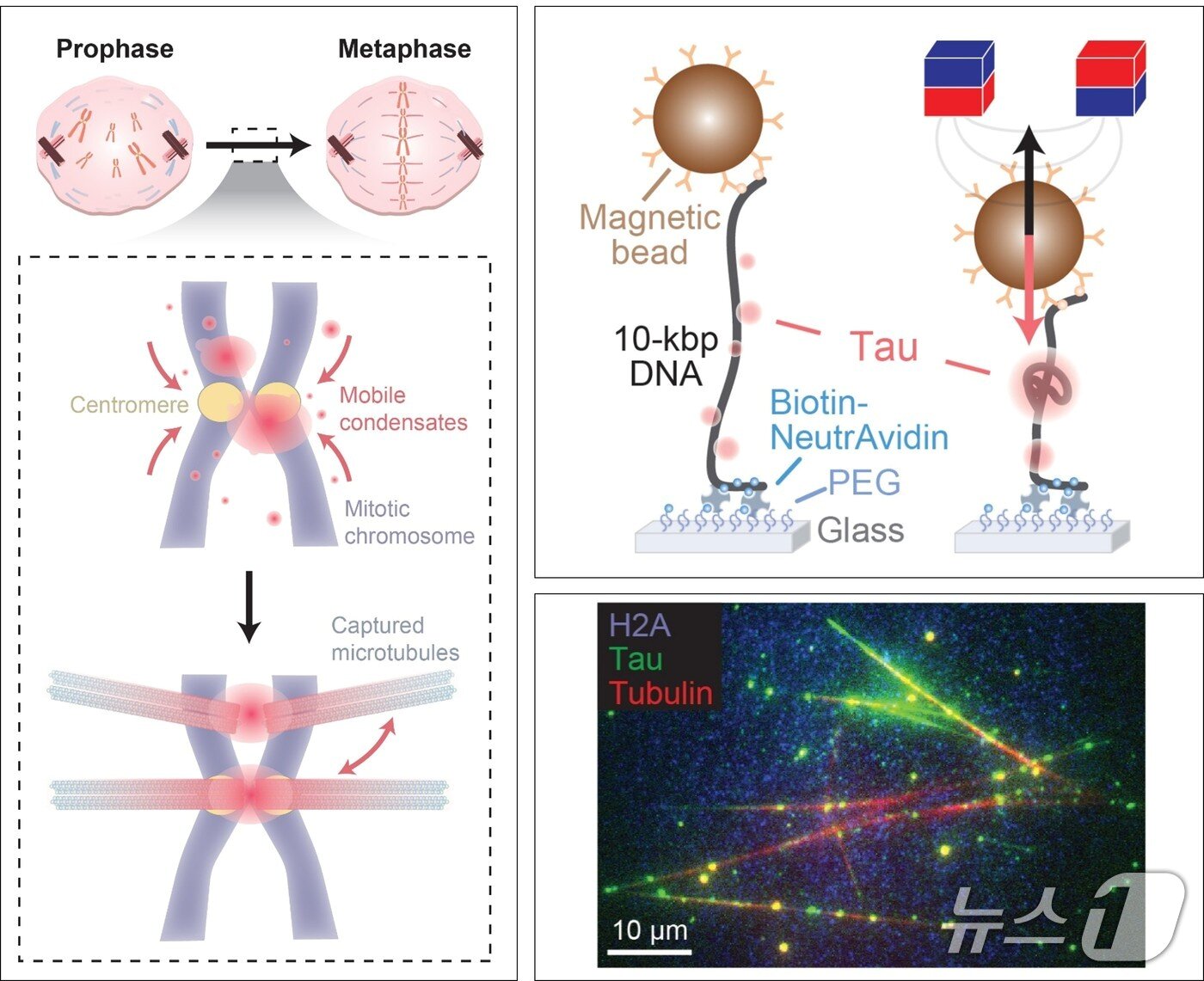 본문 이미지 - 포스텍 연구 이미지. (포스텍제공, 재판매 및 DB금지) 2026.3.18/뉴스1 