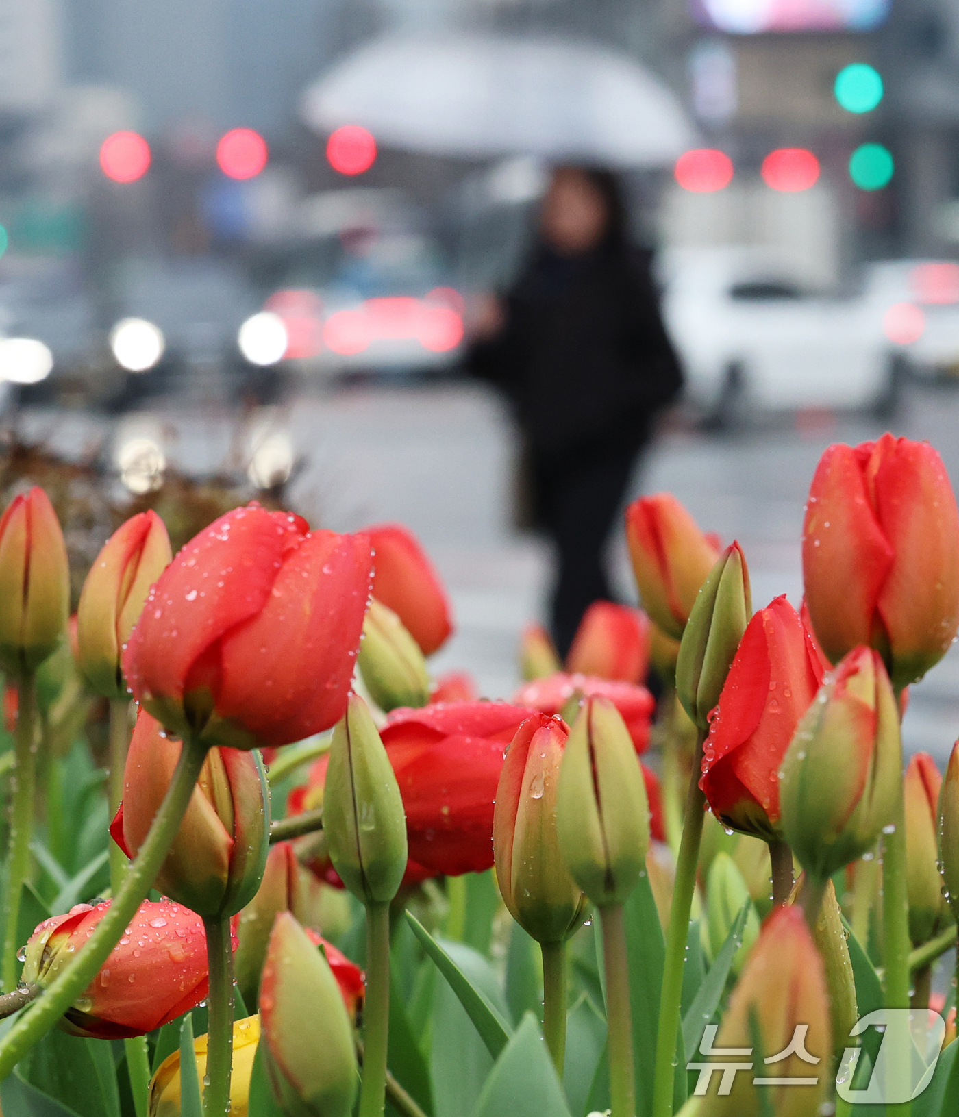 (서울=뉴스1) 오대일 기자 = 절기상 춘분을 앞두고 봄비가 내린 18일 서울 중구 서울광장에 식재된 튤립에 빗방울이 맺혀 있다. 2026.3.18/뉴스1
